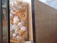 Suriye hamster yavrularımız