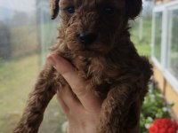 Toy poodle yavrular