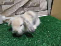 Hollanda Lop Tavşan YAVRULARI İSTANBUL