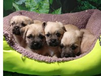 PUG MOPS MAL BEBEKLER