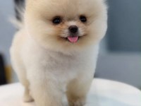 Pomeranian boo yavrumuz