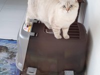 5 aylık british longhair
