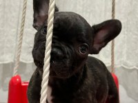 1.5 aylık french bulldog yavrular