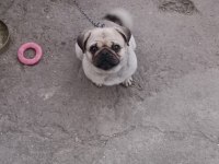 PUG KIZIMA EŞ ARIYORUM