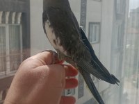 Yavru Ve Damızlık Sultan Papağanlar