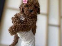 Kore poodle