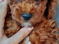 2,5 Aylık Toy Poodle