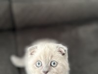 3 aylık erkek blue point yavru scottish fold