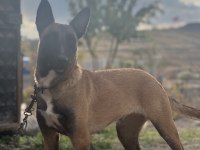 Tam bir aile köpeği / sosyal sevecen malinois