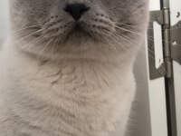 British Shorthair blue point oğlumuza eş arıyoruz