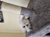 Dünyalar Güzeli Ragdoll Bicolor Seal Yavrular