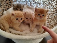 Golden british longhair kardeşler