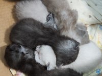 Britsh Shorthair Silver Tabby