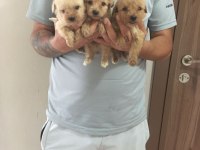 Mükemmel Kalitede Maltipoo Yavrularımız