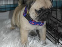 Pug mops yavrularımız A kalite