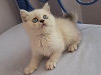 British Shorthair Point Erkek