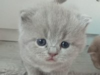 scottish fold yavrular sahiplendirilecektir