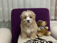 Hastalıksız maltipoo yavrularımız