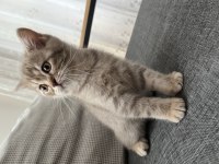 British shorthair
