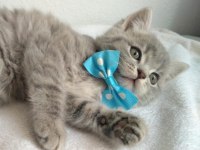 Bakımlı eğitimli sağlıklı british shorthair köftemiz