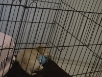 3 aylık maltipoo