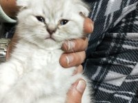 Son iki yavrum scottish fold