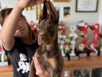 Europan FCı federasyonlu doberman yavruları