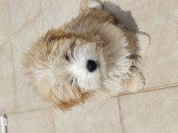 A kalite Maltipoo yavrumuz sahiplendirilecektir