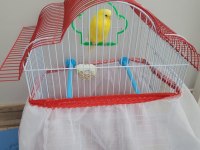 Satılık lutino