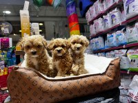 Maltipoo yavrularımız teslime hazır
