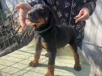 King Doberman Köpekler