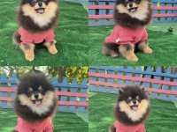 Her Renk Ve Her Cins Pomeranian Boo Yavrular
