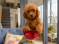 Toy Poodle Yavru Erkek Ve Dişi Yavrular Ücretsiz Teslimat