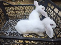 Yeni zelanda tavşan