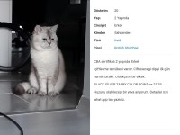 Erkek 2 yaşında CBA Sertifikalı British Shorthair