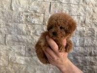 Oyuncaktan farksız poodle köpeğimiz