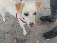 Jack russell 9 aylık neşeli çocuk dostu oyuncu