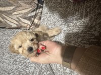 Maltipoo erkek Micro kore