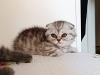 Güzeller güzeli scottish fold kızımız kendine yuva arıyor