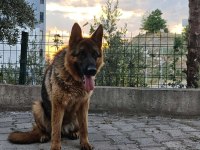 Secereli Dişi Alman Çoban Köpeği