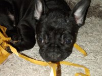 Siyah sevimli french bulldog bebekler