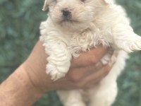 Maltipoo köpeği yavrularım