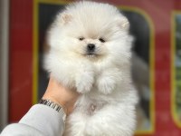 En Tatlı Pomeranian Bebeklerimiz Sizlerle