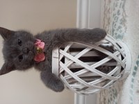 Sevimli oyuncu kucak delisi top kafa british shorthair