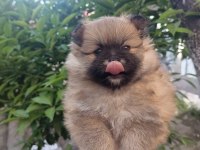 Tatlılık abidesi son 2 yavru 1 dişi 1 erkek pomeranian
