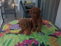 Kore kan safkan toy poodle bebekler