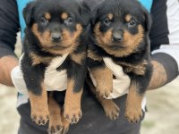 SAĞLAM KARAKTER GÜÇLÜ IRK SEVGİ DOLU KÖPEKLER