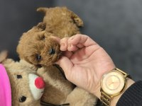 Toy poodle dişi ve erkek yavrumuz