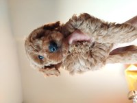 Bal rengi toy poodle