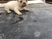 Platinyum french Bulldog